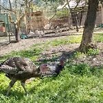 L'agrifoglio Di Residenza Di Campagna Bed & Breakfast 4*