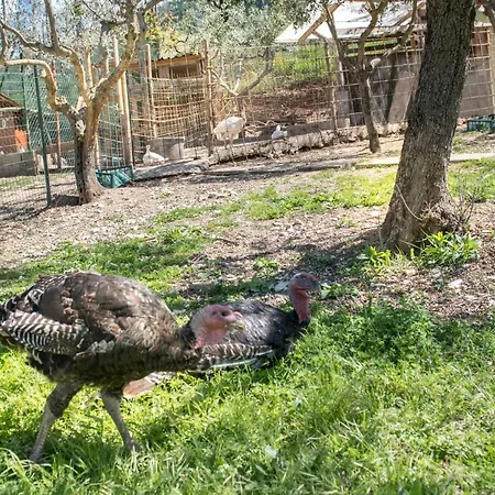 L'agrifoglio Di Residenza Di Campagna Bed & Breakfast 2*