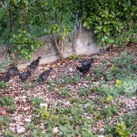 L'agrifoglio Di Residenza Di Campagna Bed and breakfast Asís