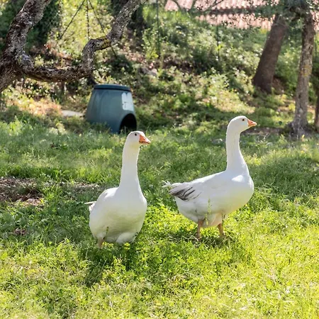 L'agrifoglio Di Residenza Di Campagna Bed and breakfast 4*