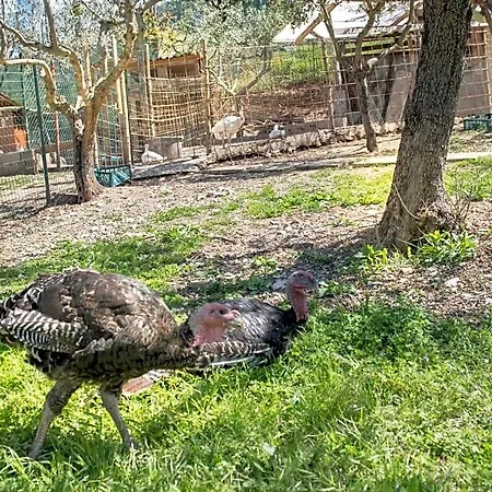 L'agrifoglio Di Residenza Di Campagna Assisi