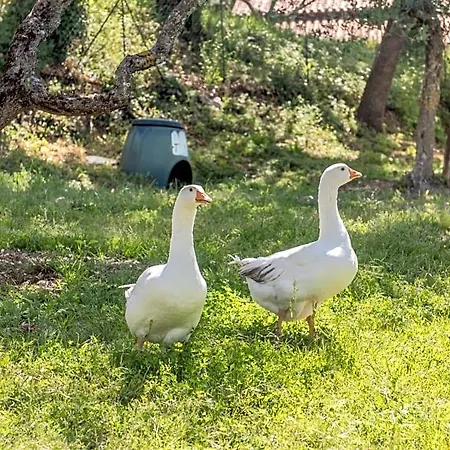 L'agrifoglio Di Residenza Di Campagna Oda ve Kahvaltı 4*