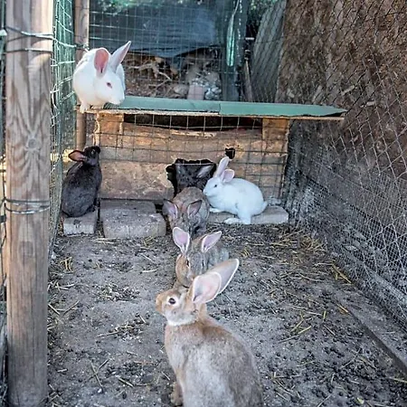 L'agrifoglio Di Residenza Di Campagna לינה וארוחת בוקר