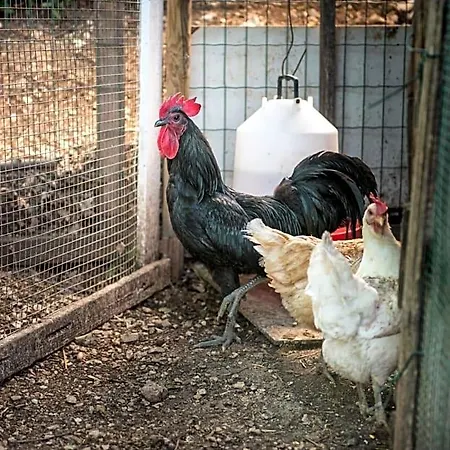 Oda ve Kahvaltı L'agrifoglio Di Residenza Di Campagna Assisi
