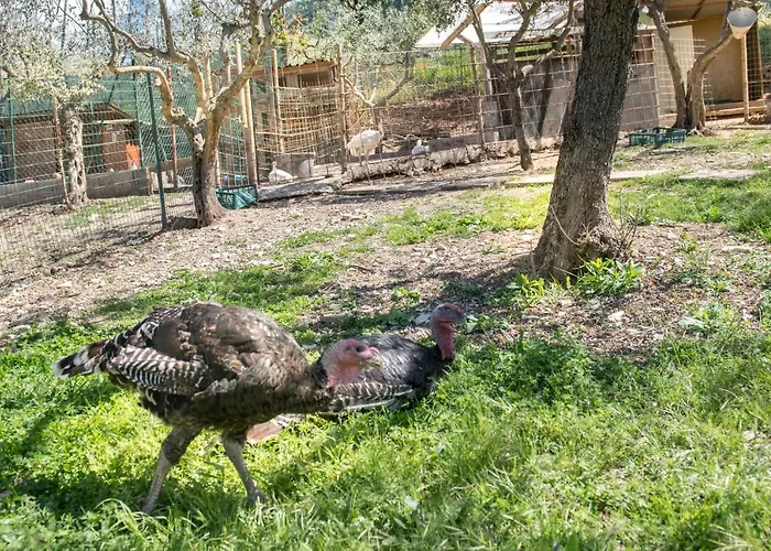 L'agrifoglio Di Residenza Di Campagna Bed & Breakfast 4*