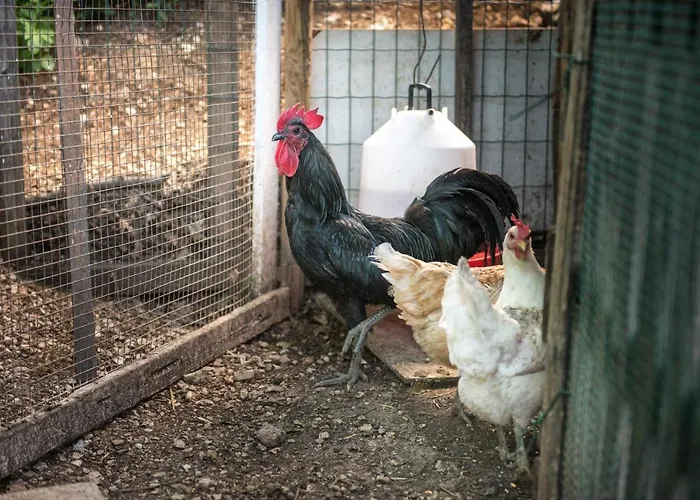 Bed & Breakfast L'agrifoglio Di Residenza Di Campagna 4*