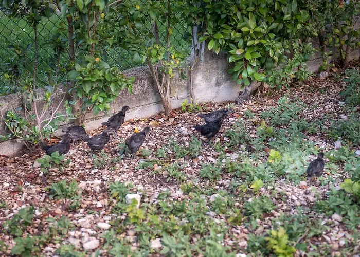 L'agrifoglio Di Residenza Di Campagna Bed & Breakfast Assisi