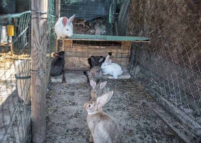 Bed & Breakfast L'agrifoglio Di Residenza Di Campagna 4*